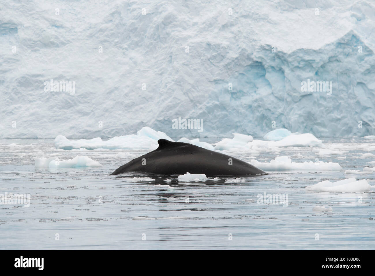 Les baleines de l'Antarctique l'Antarctique, les baleines à bosse, Megaptera novaeangliae. La nageoire caudale de baleine avec iceberg. Banque D'Images