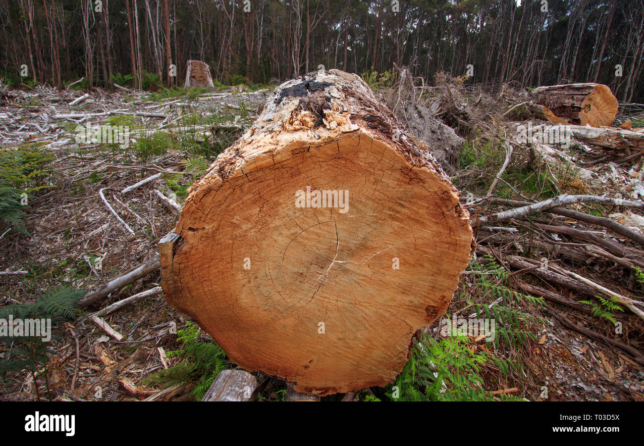 La forêt de Tasmanie avec section effacée et journal abattus en premier plan. Banque D'Images
