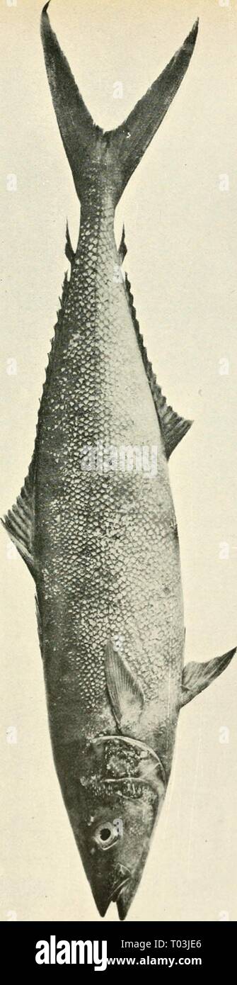 Les poissons comestibles de Nouvelles Galles du Sud ; leur importance et leurs potentialités . ediblefishesofne newsuoft Année : 190800S5- Pi W Banque D'Images