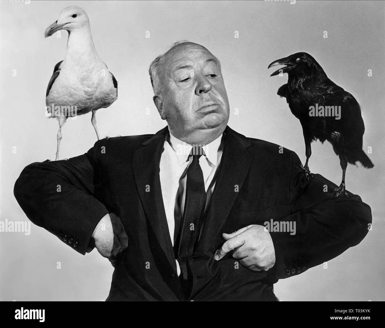 ALFRED HITCHCOCK, Crow, Seagull publicité tourné, les oiseaux, 1963 Banque D'Images