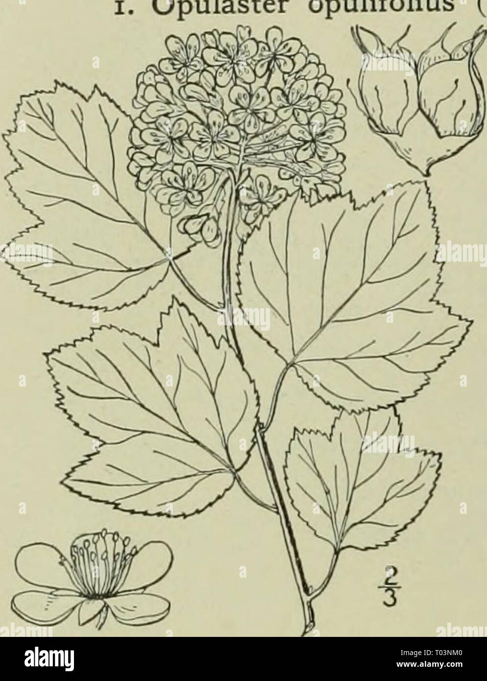 Une flore illustrée du nord des États-Unis, le Canada et les possessions britanniques : de Terre-Neuve jusqu'au parallèle de la limite sud de la Virginie et de l'océan Atlantique à l'ouest jusqu'à la 102e méridien . illustratedflo2ED02brit Année : 1913 244 ROSACEAE. Opulaster opulifolius (L.) Kuntze. Physocarpe. Fig. OfulifoUa Spiraea L. sp. PI. 489. 1753. Neillia opulifolia Brew. & Wats. Bo't. Je Cal. : 171. 1876. Opulaster opulifolius Kuntze, Rev. gén. PI. 949. 1891. Un arbuste de 3° à 10° de hauteur, avec des branches recourbées, glabres de brindilles et de feuillage, le décollement de l'écorce en fines lanières. Stipules cadu Banque D'Images