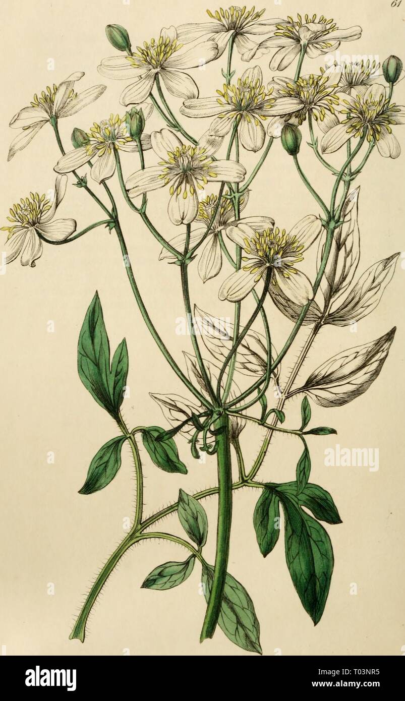 Edwards' botanical register, ou jardin de fleurs ornementales, et le bosquet .. . Edwardsbotanical25 yiiJoe ldedmt Année : 1829-1847^^^.un r â u^ ?''/958^^.Si l'ONU 47p. S^^1. ^.j.ca^^^CJ . &Lt;v^.-*-/ ^c2Xi ? ^. Un Ma-Vc^^-,. Banque D'Images