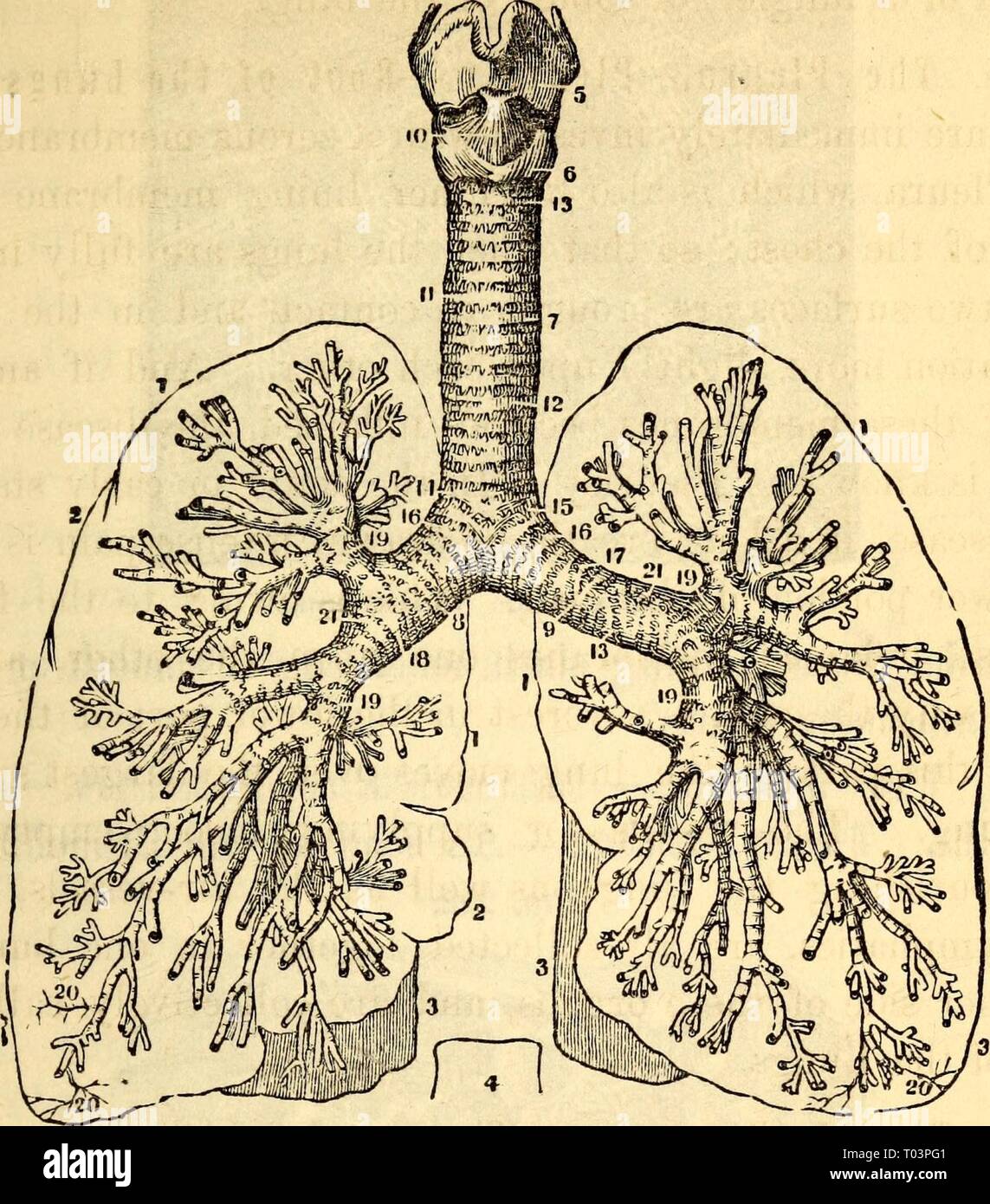 Anatomie et physiologie élémentaires : pour des collèges, des académies, des écoles et d'autres . elementaryanato00hitc Année : 1869 ET LA PHYSIOLOGIE. 249 Fig. 250. Le larynx, la trachée, les bronches et, privés de leur couverture, fibreux et avec les grandes lignes des poumons. 1, 1, Contour de la lobes supérieurs des poumons. 2, le contour du lobe central des 8 Poumons. 3, 3, Contour de l'infériorité des deux lobes pulmonaires. 4, Contour de la neuvième vertèbre dorsale, montrant sa relation avec les poumons et la colonne Ver- tebral. 5, de la thyroïde cartilage. 6, cartilage cricoïde. T, la trachée. 8, huit des bronches. 9, bronche gauche. Banque D'Images
