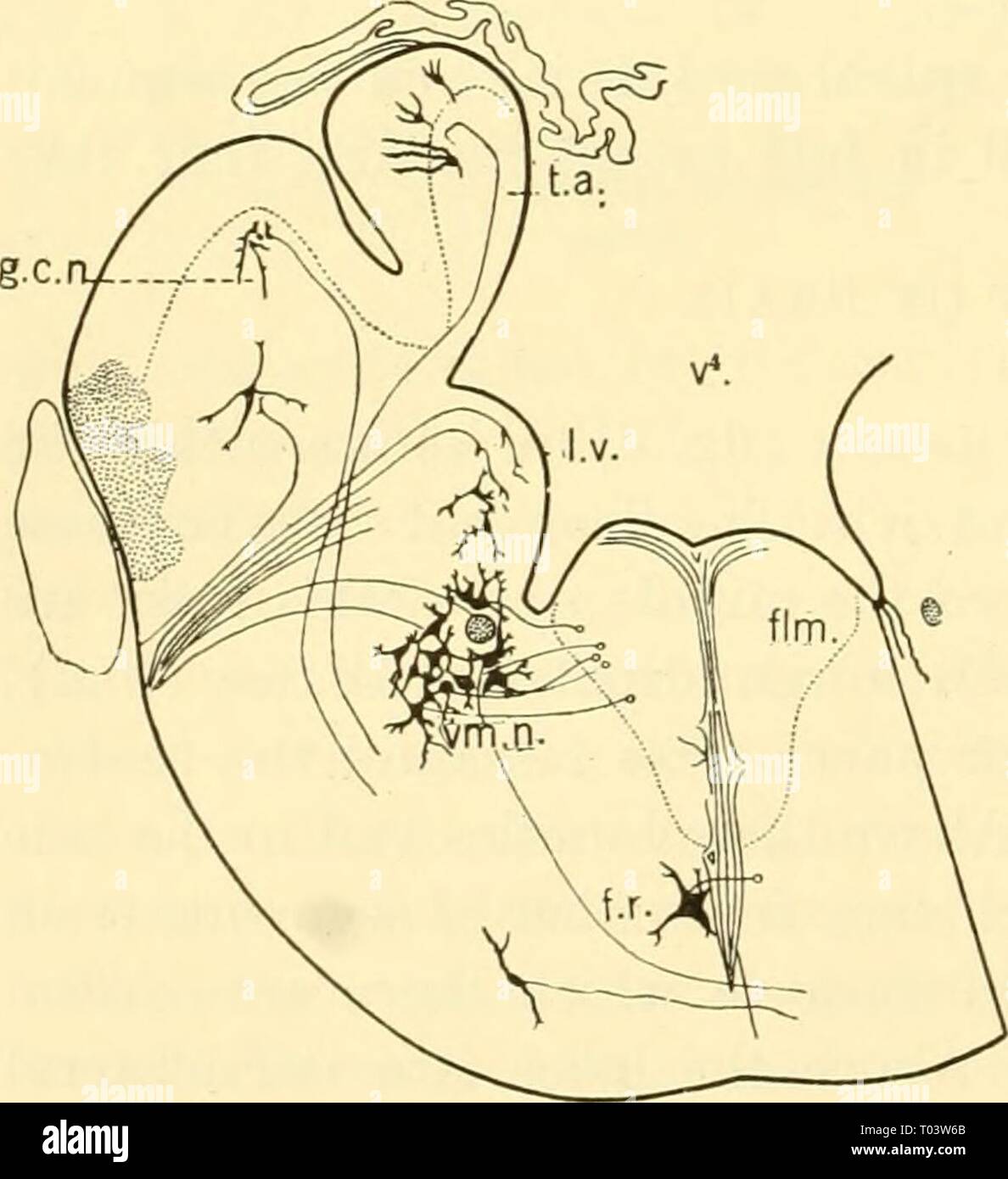 Les elasmobranches . elasmobranchfish03dani Année : 1934 236 LES ELASMOBRANCHES myelencephalon, le quatrième ventricule, mentionnés ci-dessus avec la cavité du diencéphale, le troisième ventricule. Dans le mur de le diencéphale est le thalamns optique, et, dans son pavillon, le ganglion habennlar à partir de laquelle la glande pinéale Fig. 215. Le Squohis siiclUi, hypophyse, vue de côté. (Marie Carlson, orig.) a.L, lobe antérieur ; j.l., lobe intermédiaire ; j.l.l.), lobe inférieur du cerveau ; j.l.h., lobe inférieur de l'hypophyse ; inf., infundibulum ; s.l, lobe supérieur ; v.s., sac vasculaire de cerveau ; //, III, deuxième et th Banque D'Images