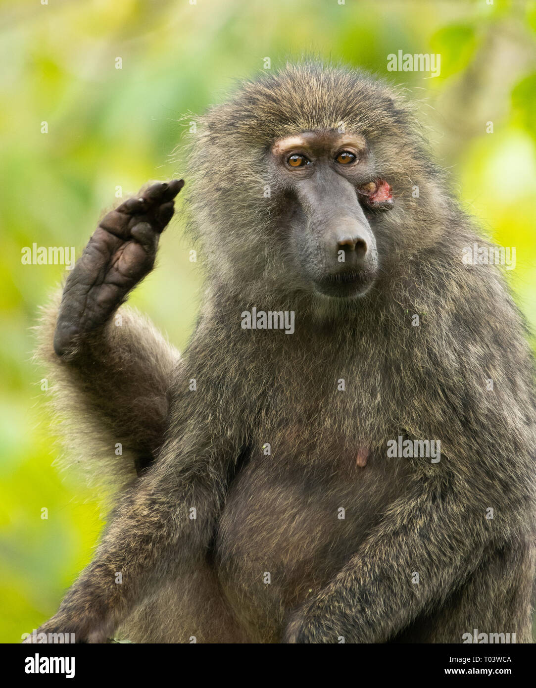 Le babouin Olive femelle, Papio anubis, au Parc National d'Arusha, Tanzanie Banque D'Images