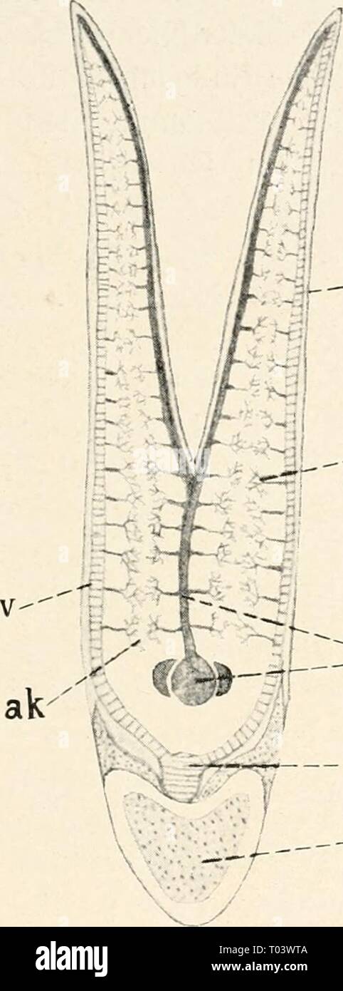 Einführung in die Biologie (1912) Banque D'Images