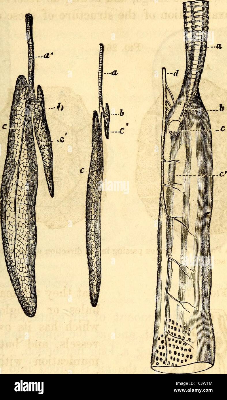 Anatomie et physiologie élémentaires : pour des collèges, des académies ...