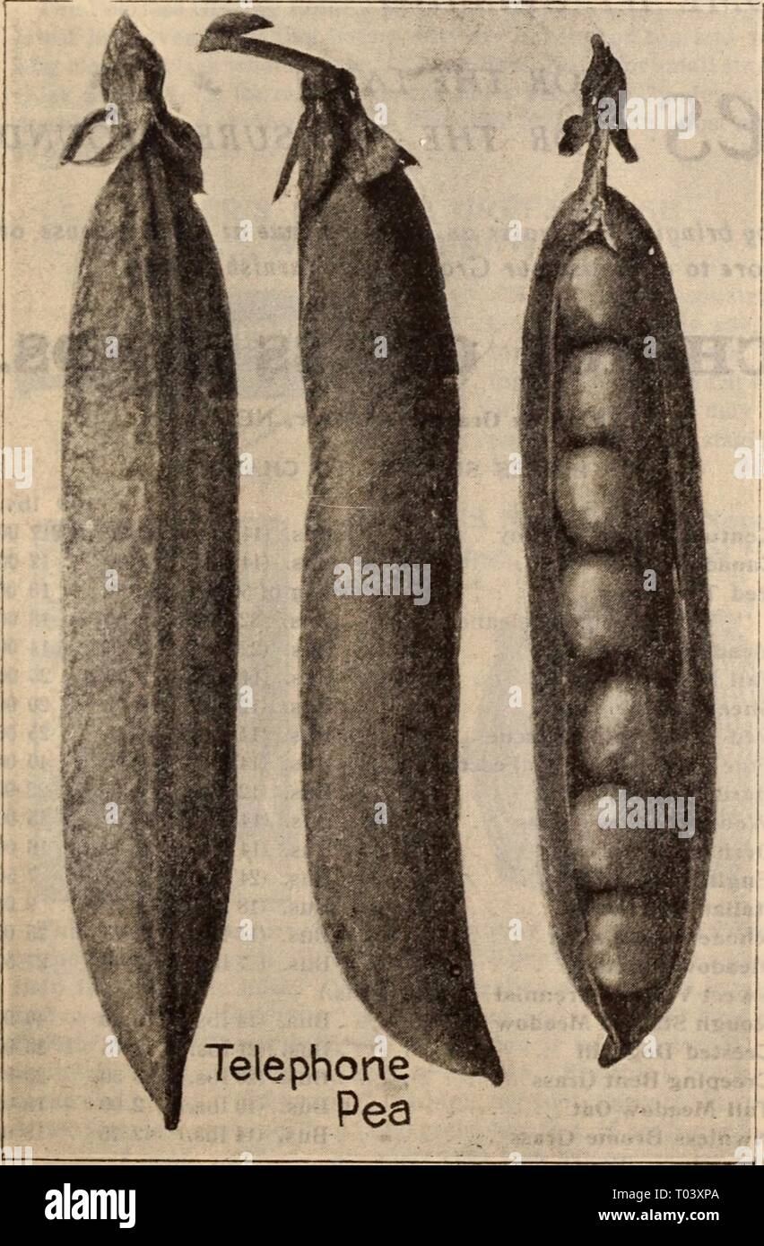 Dreer's Liste des prix de gros / Henry A. Dreer. . Dreerswholesalep1912meer Année : HENRY A. DREER, Philadelphie, PA., LISTE DES PRIX DE GROS 59 le persil. Oz. '^-IB-Lb. La perfection Dreer Nain 30 $ 0 80 13 00 . . 10 30 1 00 15 40 1 25 le poivre. 1 ^0 * ou Sex Bell . . 30 80 3 00 Crimson géant . . 35 1 25 4 50 Grand Bell ou nez de Bull . . 20 60 2 00 Larsce Sweet Espagnol . . 2060 200 King Ruby . . 25 75 2 25 60 2 00 fCAS. // Bi mail ajouter I.j ceuts par un énaa. Par Express ou Fre Ot. 4 OTS. Pk. Bush. En 4i nn uU 91 "1 (0 700 $ le Drccr Eurckfl extr& E&Rly dans nn 1 1 75 7 00 40 1 50 2 50 1 n nn lU UU ±c 1 s Banque D'Images