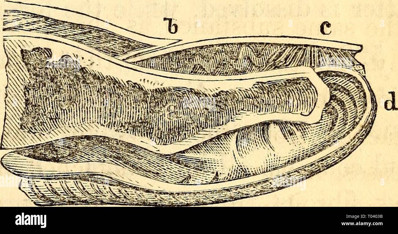 Anatomie et physiologie élémentaires : pour des collèges, des académies, des écoles et d'autres . elementaryanato00hitc Année : 1869 ET LA PHYSIOLOGIE. 207 cellules, qui donnent la couleur de la peau. Ces cellules sont les mieux ex- hibited dans l'oeil où l'pigmentum nigrum (peinture noire) est sécrété, et sont de même nature que celles de l'epi- derme. Ils sont ovales ou arrondies en granulés, la mesure de jtkittfh d'un pouce de diamètre, et un quart de ce en épaisseur, parfois accompagnée d'une polygonale ou forme stellaire. Ils ont presque la même composition que la matière colorante de la seiche, qui contient une plus larg Banque D'Images