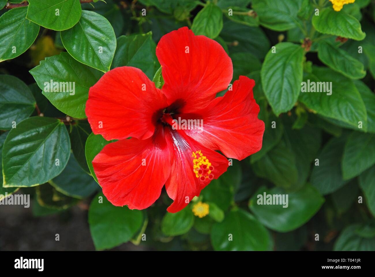 Hibiscus rouge (rose de Chine) fleur en pleine floraison, Costa del Sol, Andalousie, Espagne, Europe. Banque D'Images