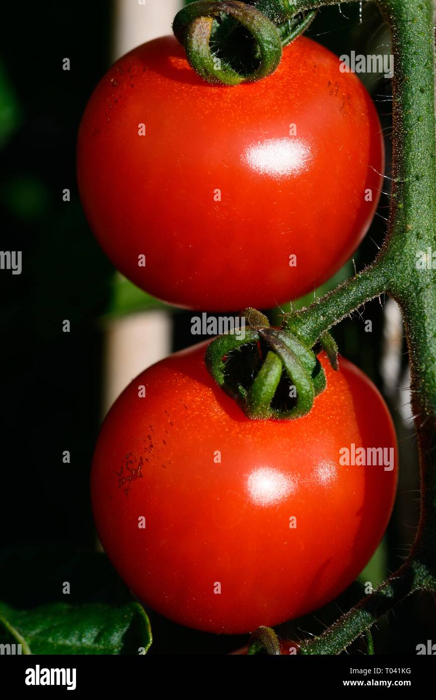 Le mûrissement des tomates d'Alicante sur la plante. Banque D'Images
