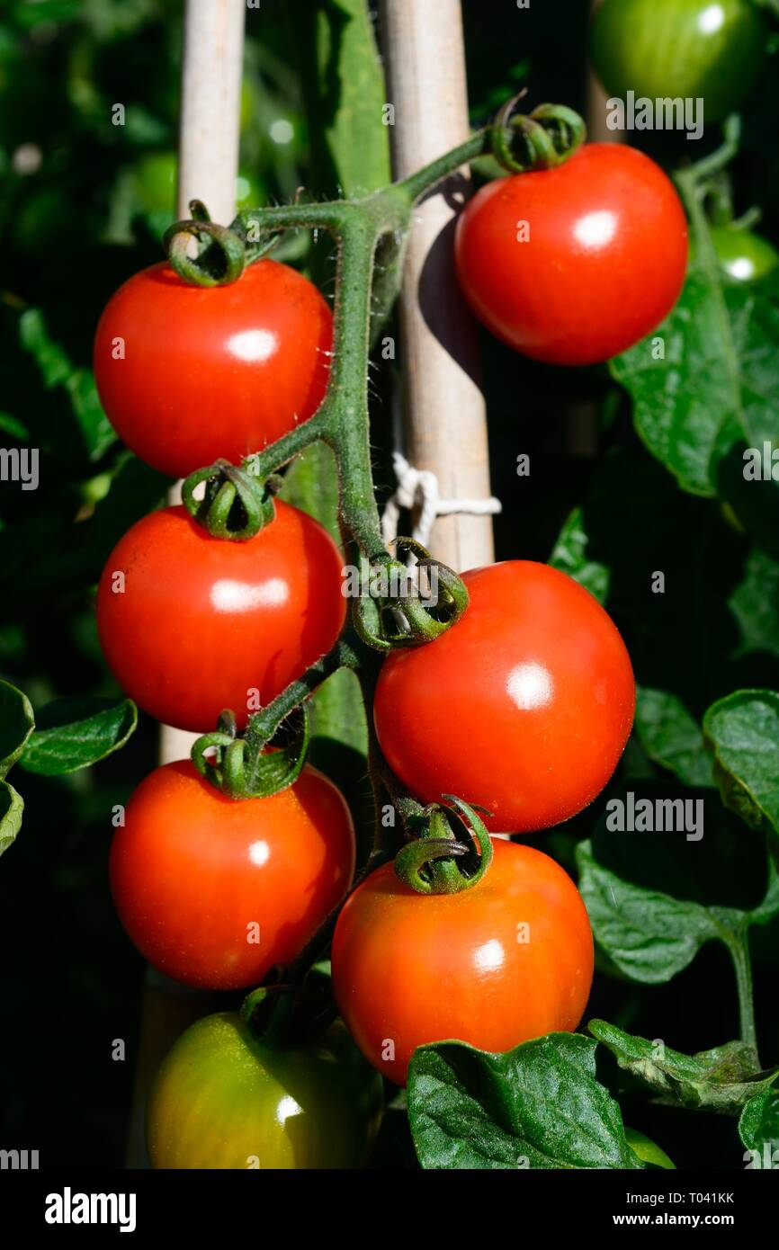 Le mûrissement des tomates d'Alicante sur la plante. Banque D'Images