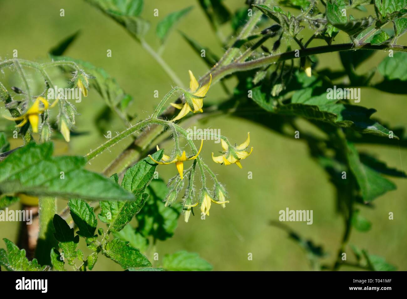 Plant de tomate cerise Losetto avec des fleurs jaunes Banque D'Images