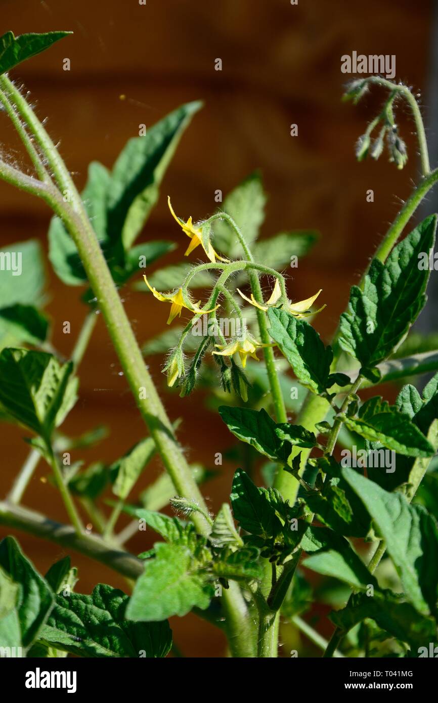 Plant de tomate cerise Losetto avec des fleurs jaunes Banque D'Images