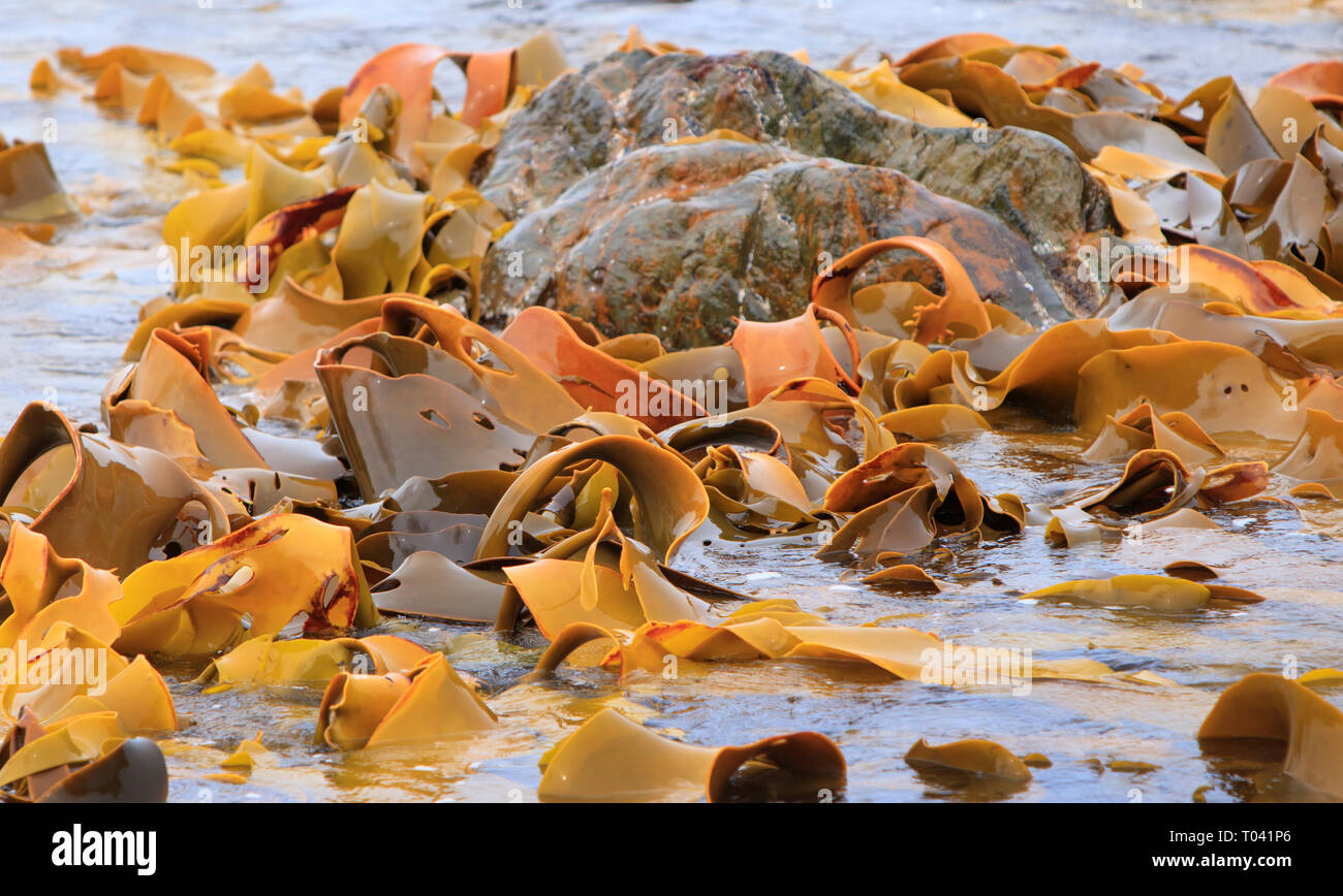 Le varech ou d'algues lavées autour de roches au large de la côte de la Tasmanie. Le varech est utilisé dans l'alimentation, de l'engrais, du savon et de la production de verre, entre autres choses. Je Banque D'Images