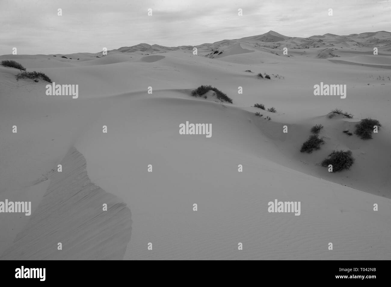 Dunes de sable du désert, Chihuahua Mexique Samalayuca. 52 km au sud de Ciudad Juárez, au beau milieu du désert, région connue sous le nom de Médanos Samalayuca. Cette destination touristique voyage appartient à la municipalité de Ciudad Juárez, dans le nord du Mexique. (Photo : LuisGutierrez NortePhoto /) dunas de arena del Desierto de Samalayuca, Chihuahua Mexique. Un 52 km al sur de Ciudad Juárez en medio de la zona desértica conocida como los Médanos de Samalayuca. Este destino turístico y de viajes pertenece al Municipio de Ciudad Juárez en el Norte de Mexico. (Foto : LuisGutierrez/NortePhoto) Banque D'Images