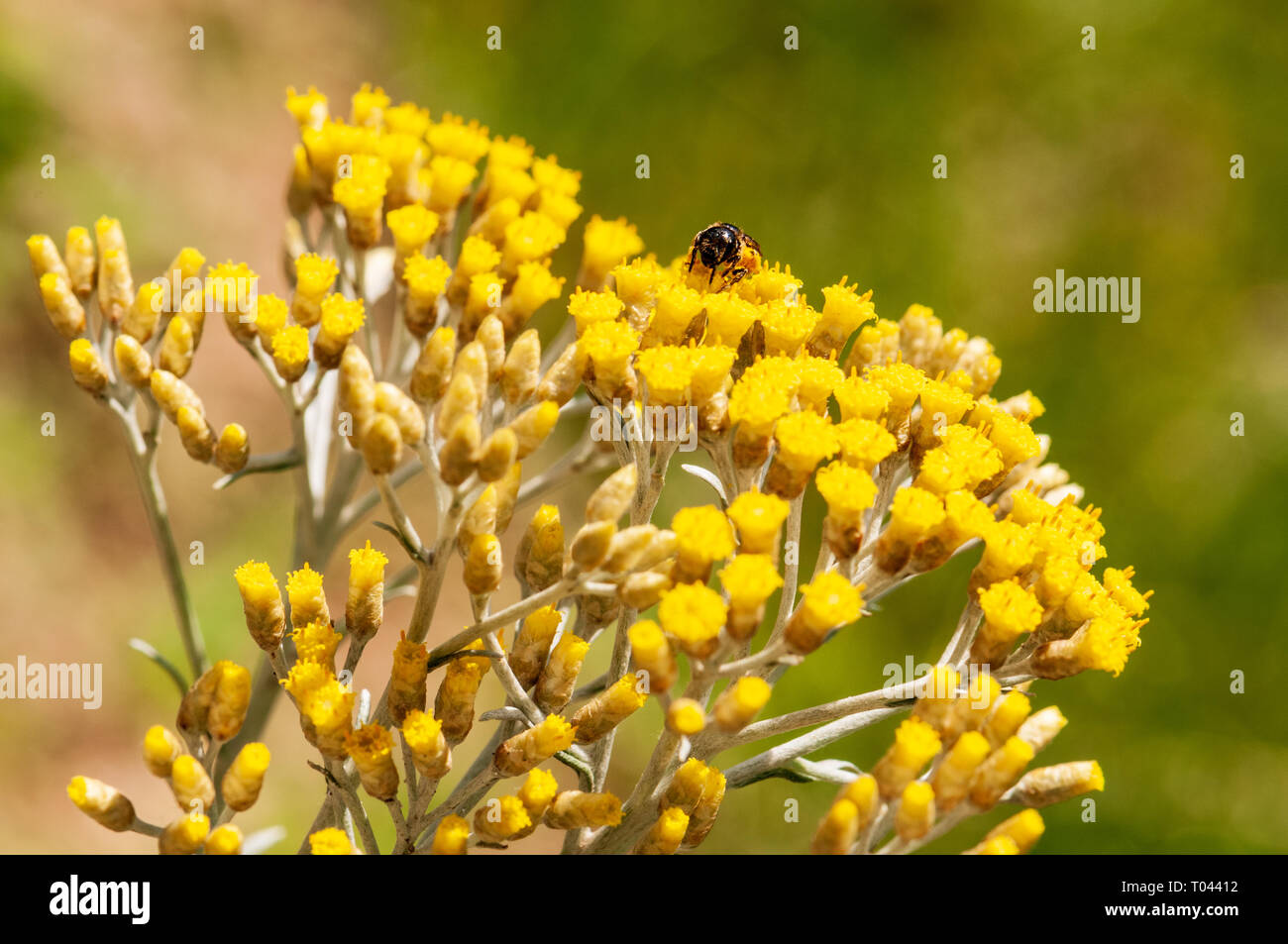 Italicum Immortelle Fleur Plante à Fleurs Jaunes Banque D
