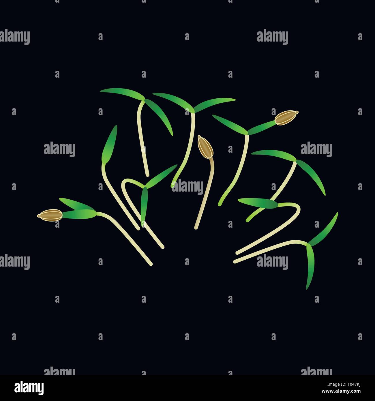 Microgreens carotte. Groupe de plantes. Supplément de vitamines, de nourriture vegan. Fond noir Illustration de Vecteur