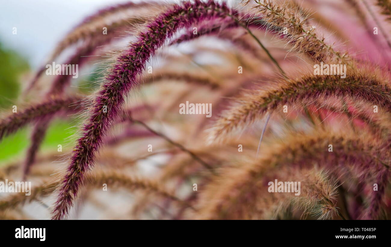 Une usine à plumes avec les feuilles couleur pourpre forme sur la brise du vent dans un matin ensoleillé Banque D'Images