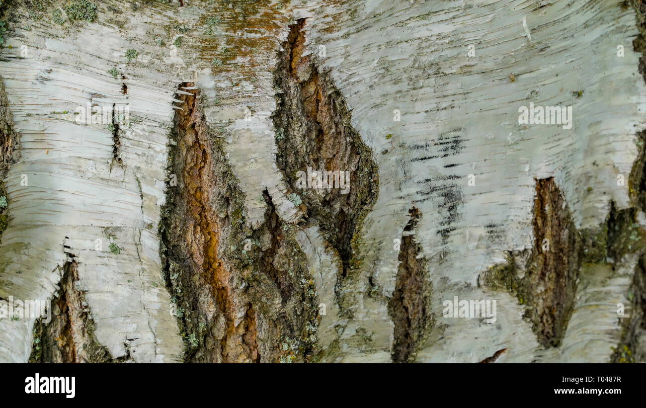 Les fissures sur le tronc de l'arbre trouvé dans la pelouse à l'extérieur Banque D'Images