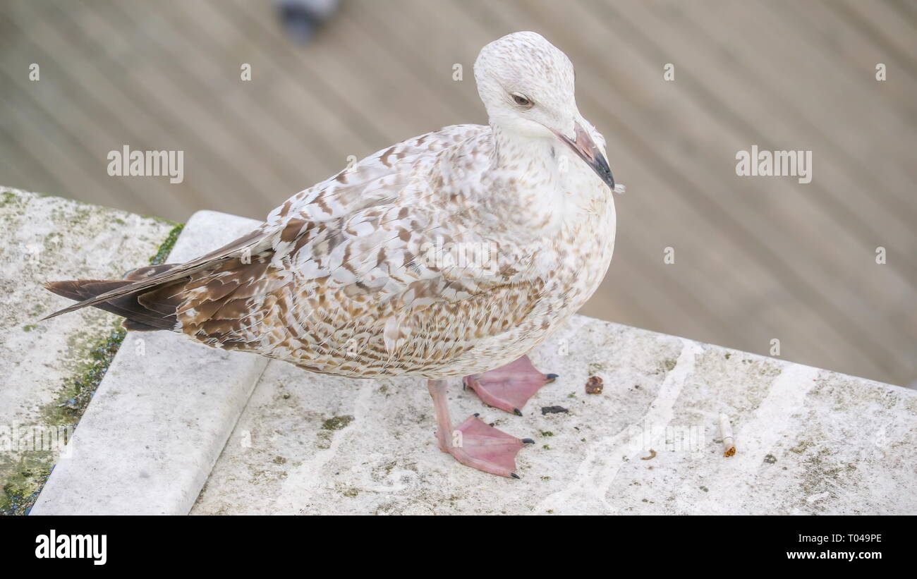 Un oiseau de rayer son corps avec son bec sur le toit d'un bâtiment Banque D'Images