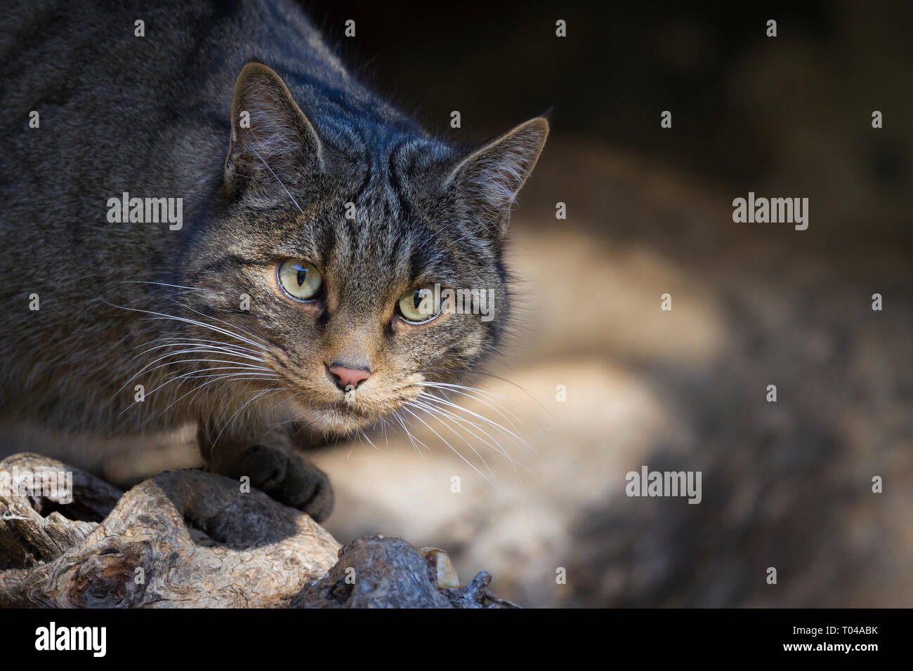 Chat Sauvage Felis Silvestris Portrait Pyrenees La Catalogne L Espagne En Captivite Photo Stock Alamy