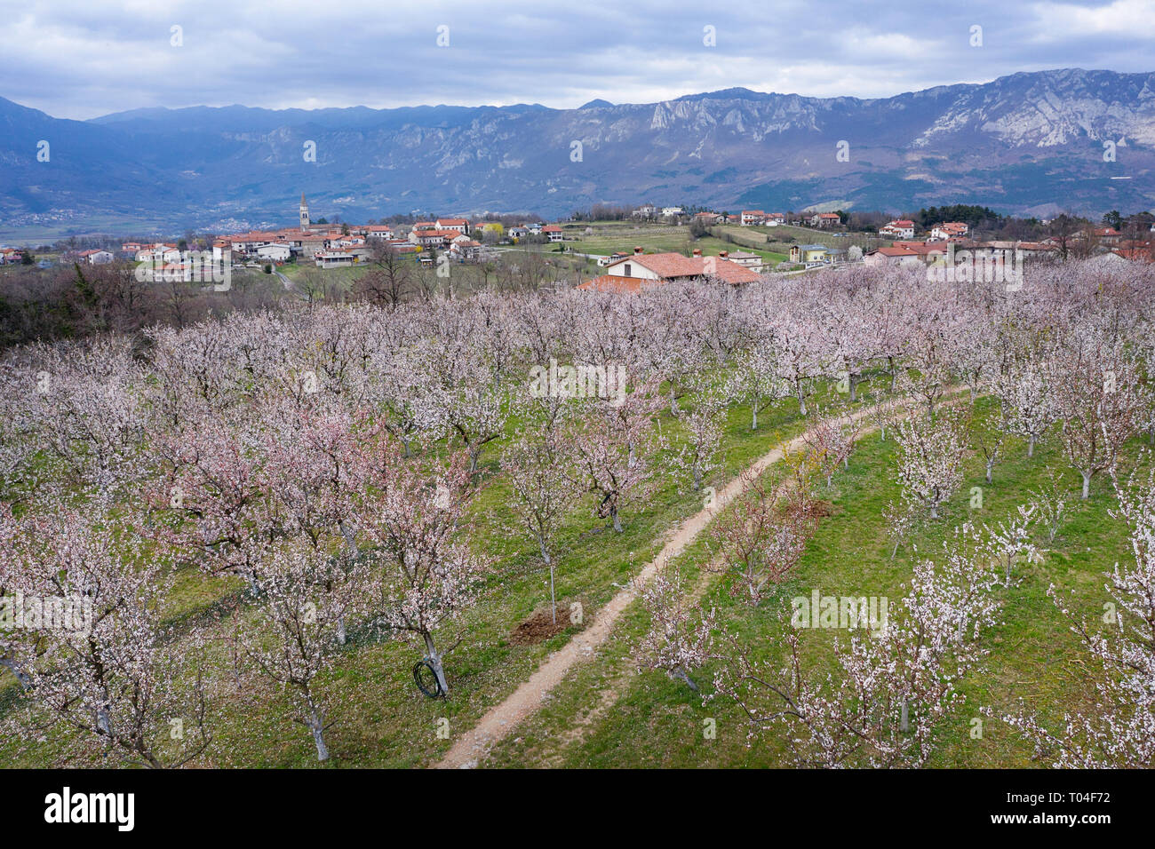 Fleur d'abricot et un village traditionnel de la vallée de Vipava, Slovénie Banque D'Images