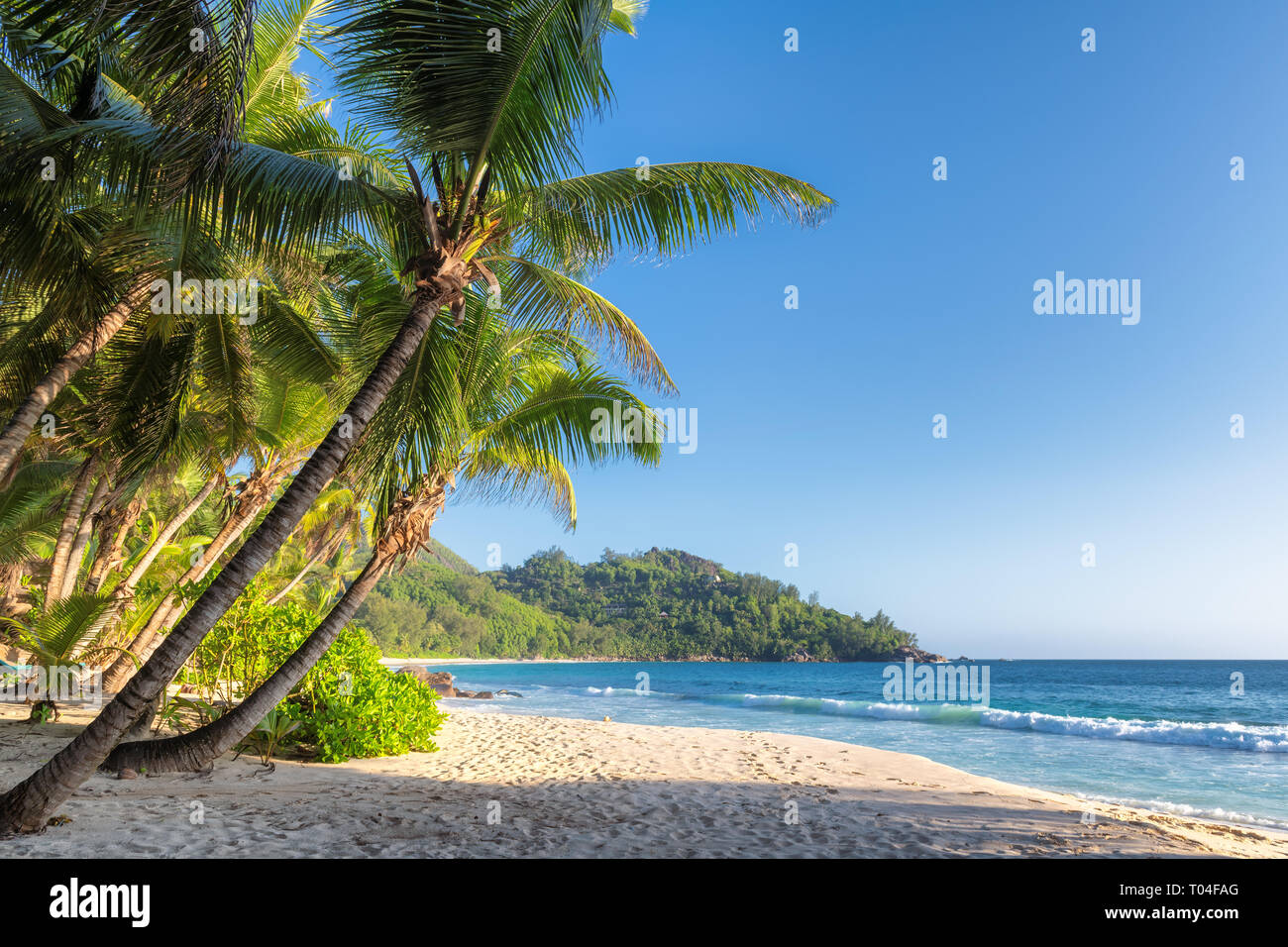 Plage de sable exotiques au coucher du soleil avec des cocotiers sur Paradise Island Banque D'Images