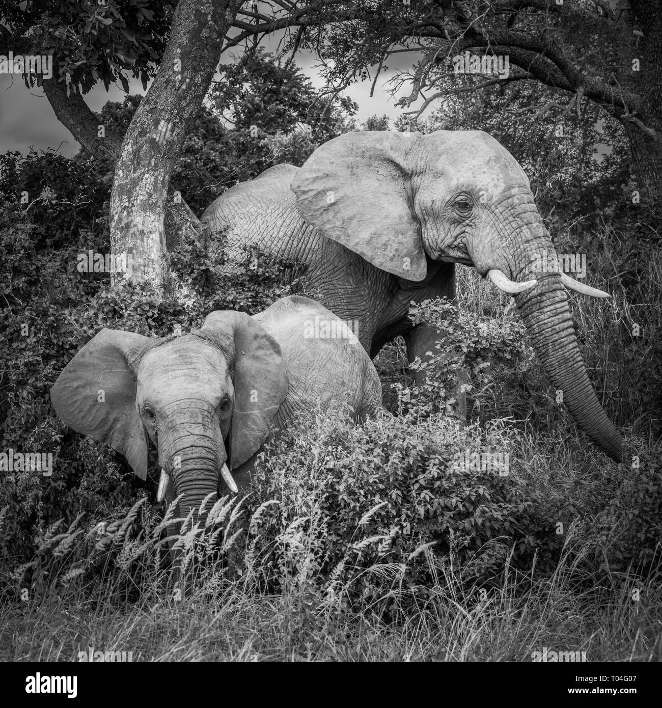 Les éléphants dans le Parc National Kruger, Afrique du Sud. Banque D'Images