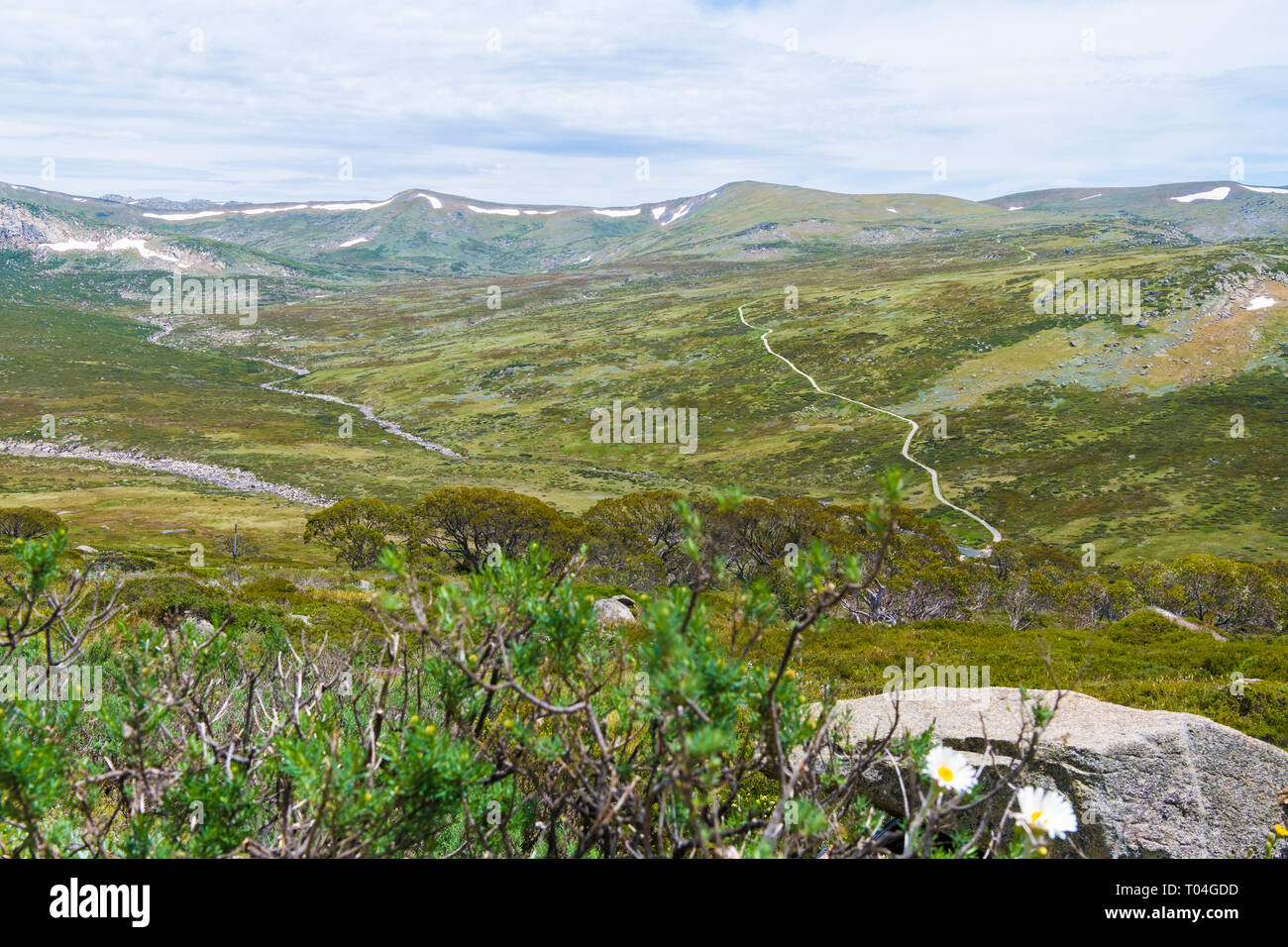 La végétation de la forêt australienne indigène dans le Parc National de Kosciuszko, NSW, Australie. Nature fond avec des plantes et de la végétation. Banque D'Images