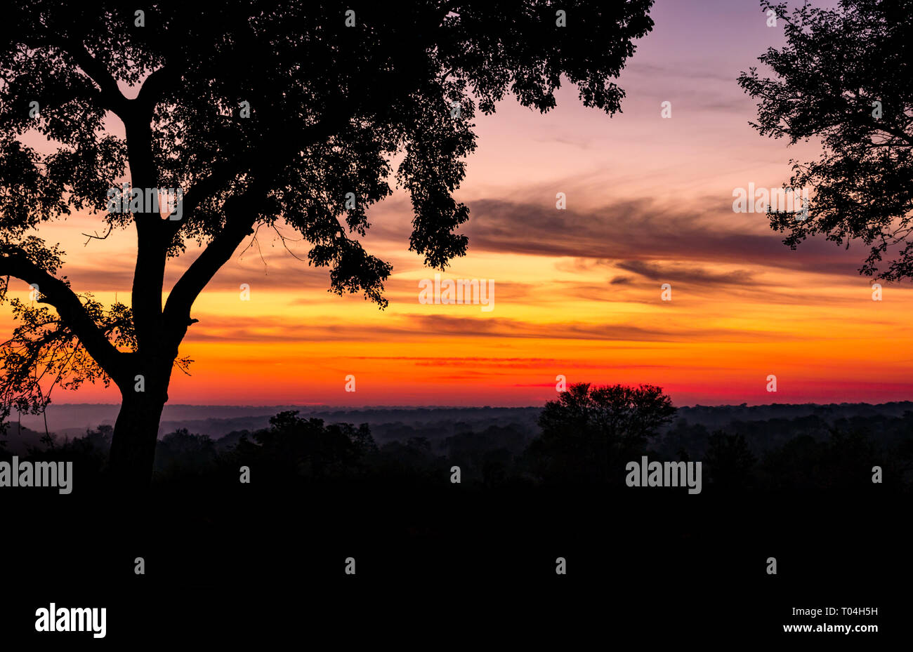 Avec sunrise colorés spectaculaires silhouettes d'arbres plus de brousse africaine, Afrique du Sud Banque D'Images