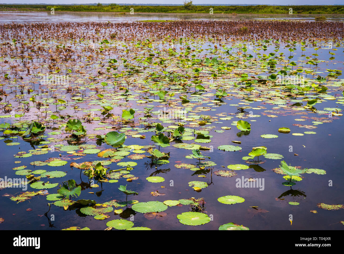 Fleurs de lotus séchées hors saison, lac Songkhla, Thaïlande Banque D'Images