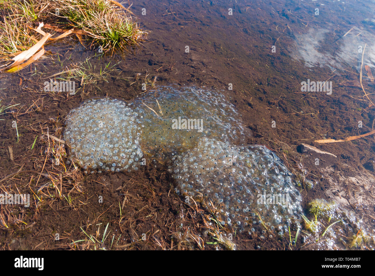 Frog frayer dans un étang sur une montagne dans le parc national de Brecon Beacons, le Pays de Galles. Février 2019. Banque D'Images