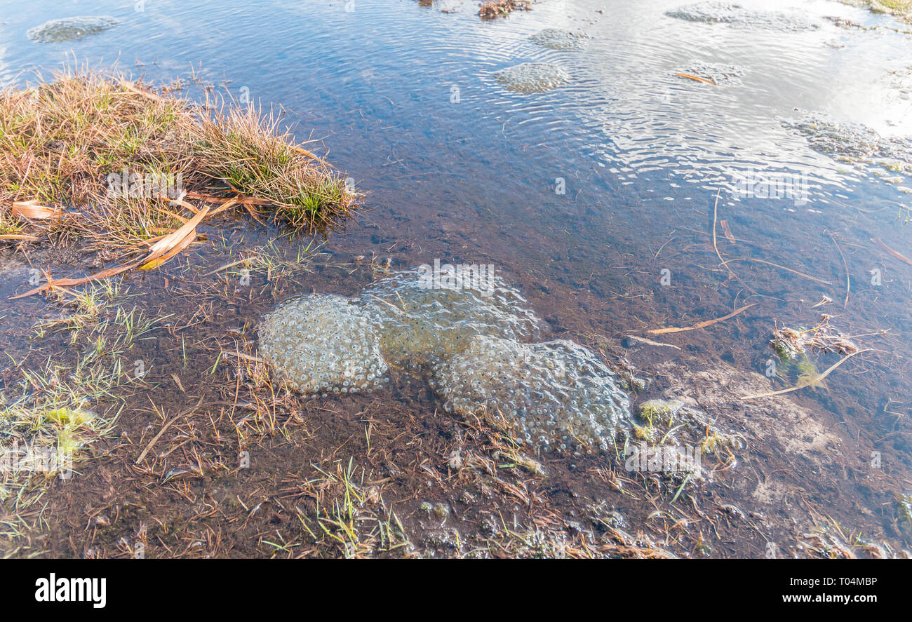 Frog frayer dans un étang sur une montagne dans le parc national de Brecon Beacons, le Pays de Galles. Février 2019. Banque D'Images