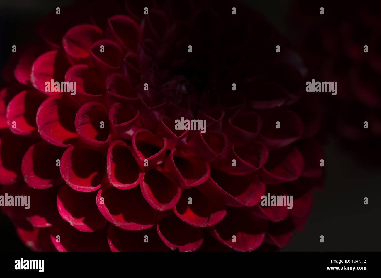 Fleur mauve dahlias sur fond noir. Fleur d'automne d'un rouge profond. Banque D'Images