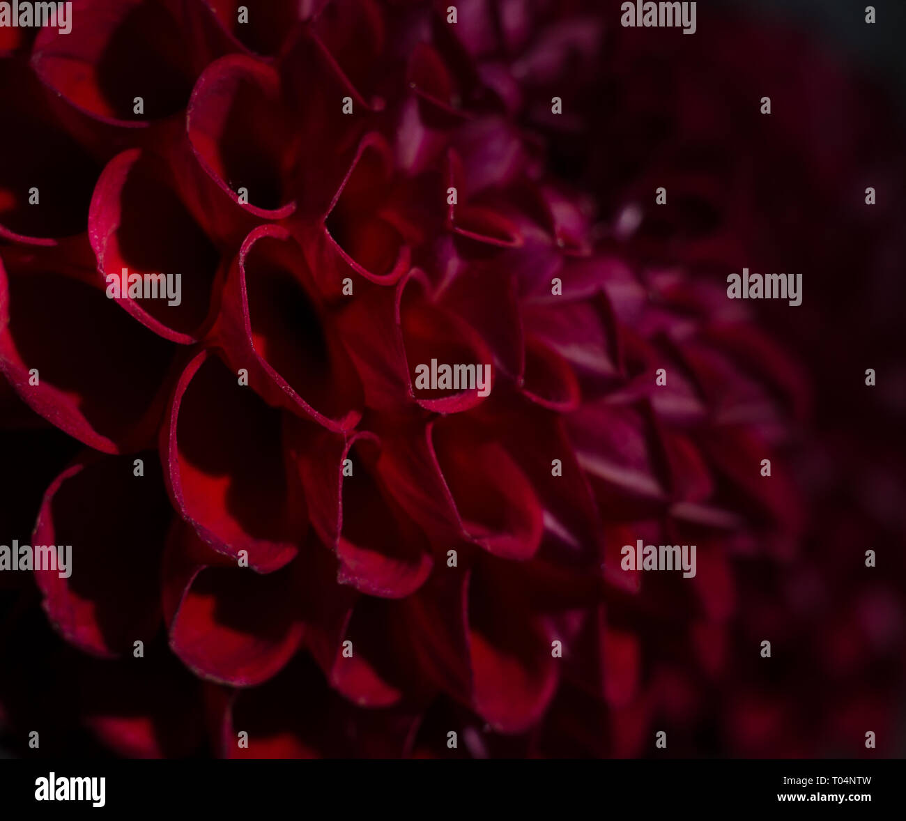 Fleur mauve dahlias sur fond noir. Fleur d'automne d'un rouge profond. Banque D'Images