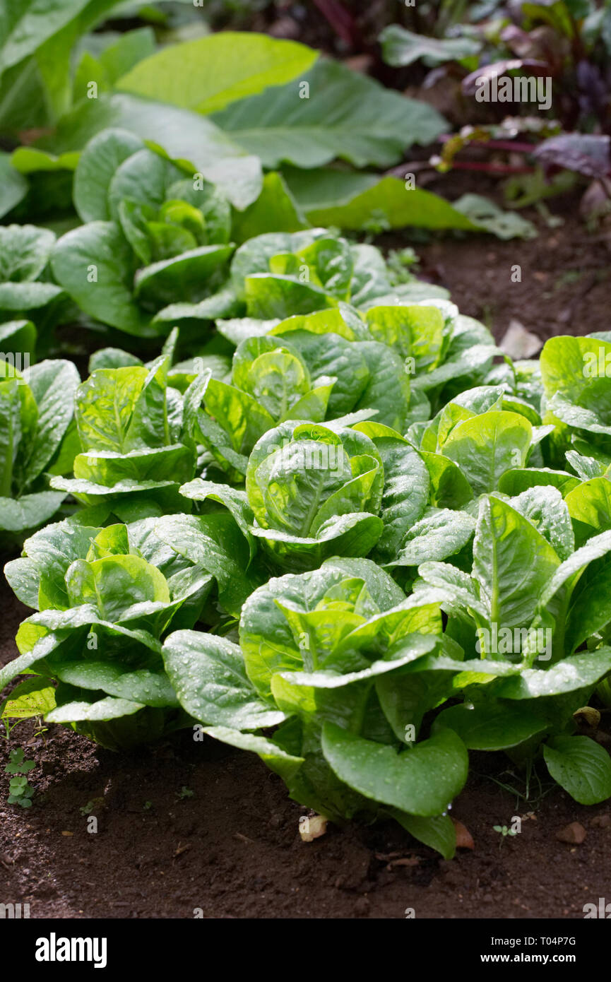 Lactuca sativa. La laitue dans le jardin potager. Banque D'Images