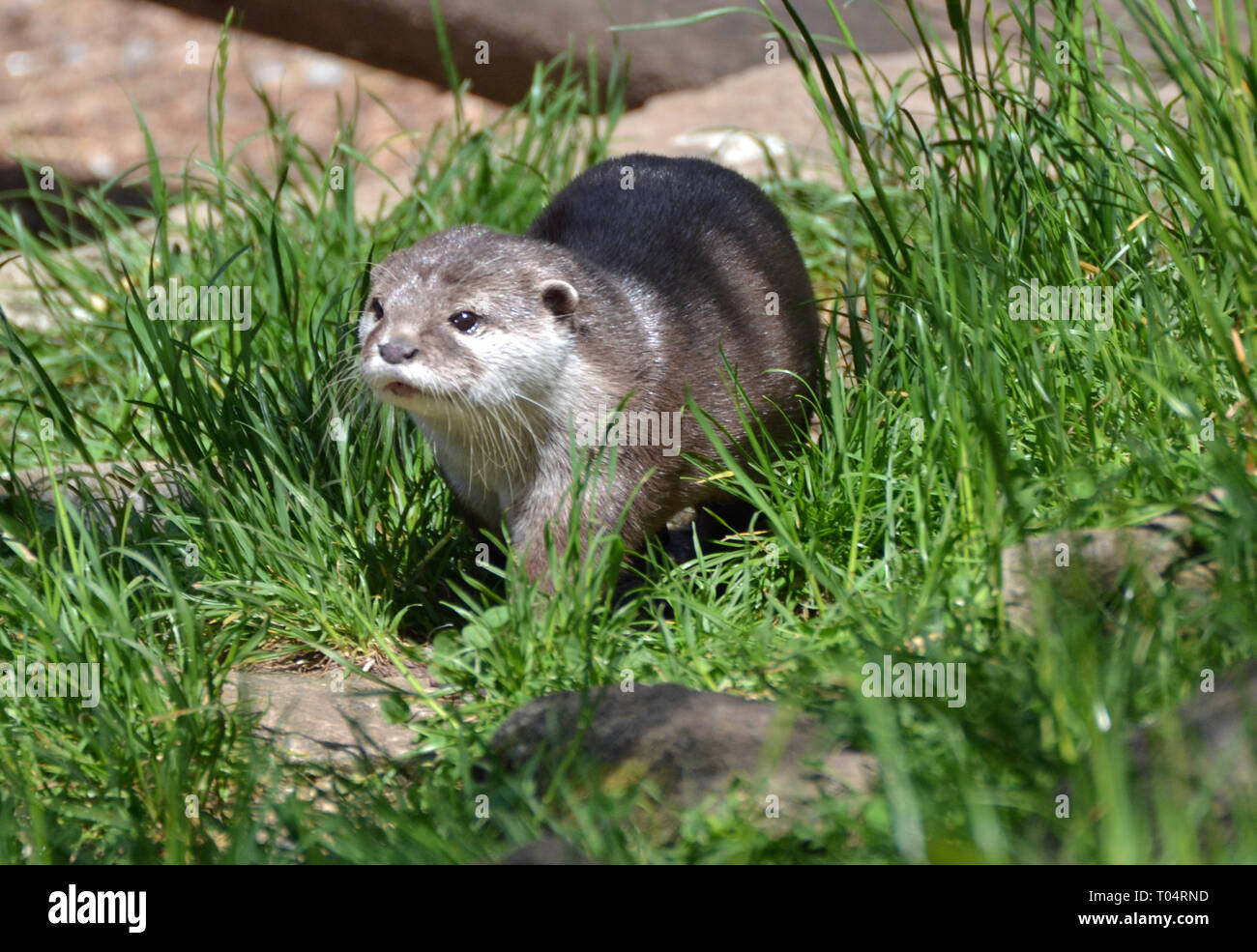 Loutre d'Europe à ailes Tropical Zoo, Chelmsford, Essex, Royaume-Uni. Ce zoo a fermé en décembre 2017. Banque D'Images