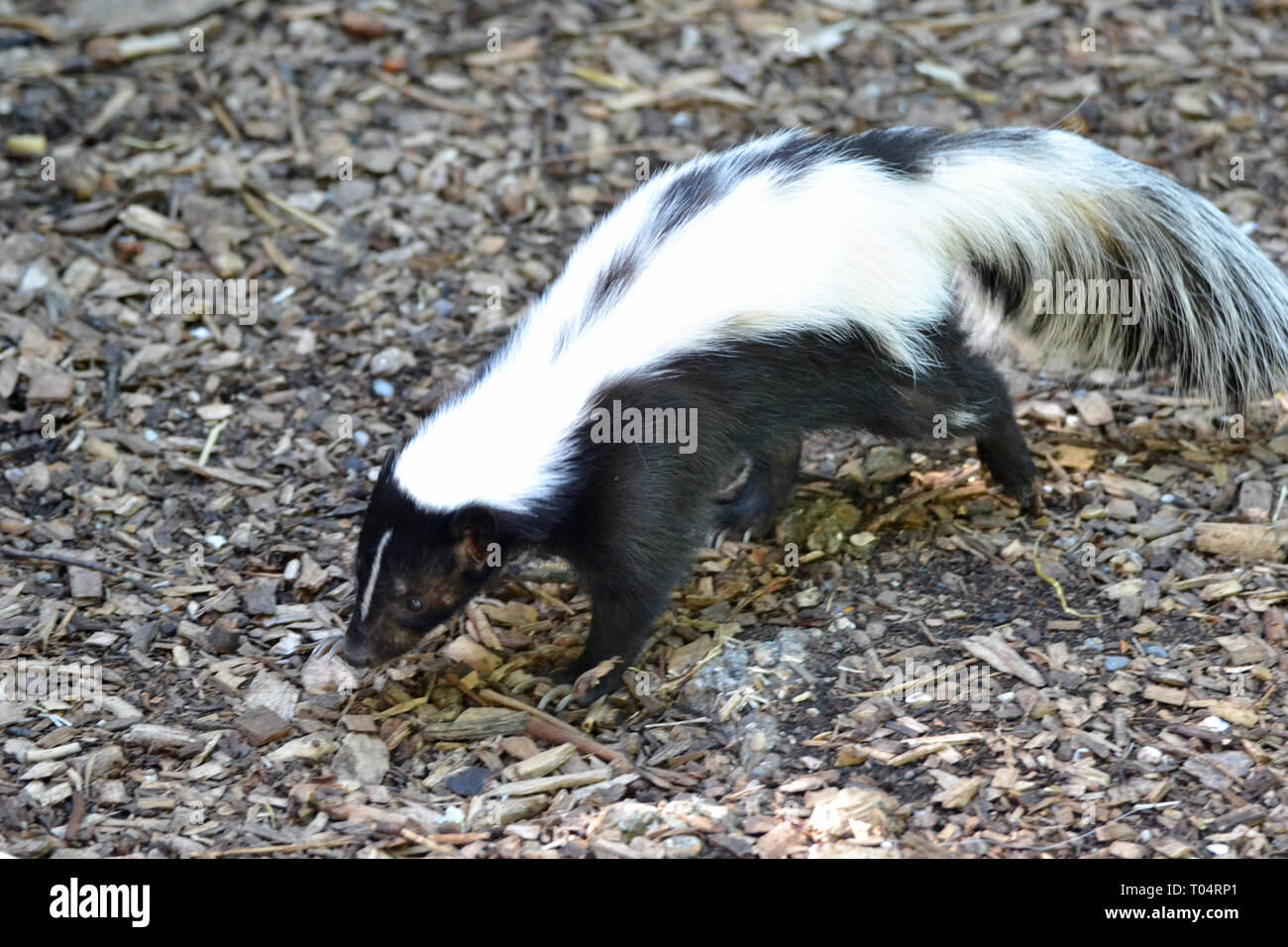 Une mouffette au Tropical Wings Zoo, Chelmsford, Essex, Royaume-Uni. Ce zoo a fermé en décembre 2017. Banque D'Images