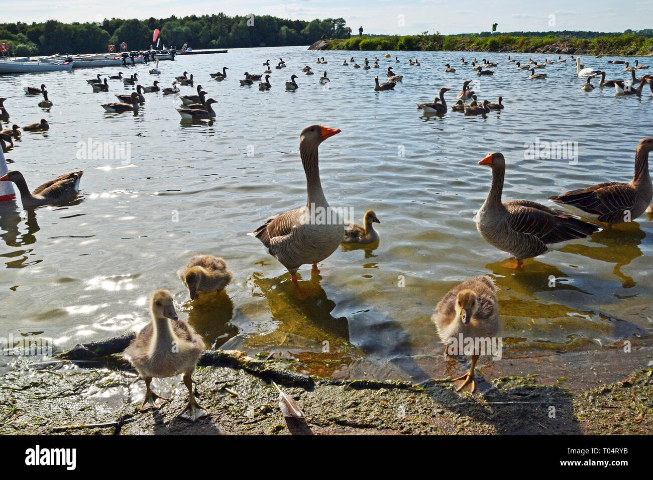 Les volées d'oies cendrées sauvages avec leurs jeunes, l'Hanningfield réservoir, entre Senlis et Chelmsford dans l'Essex Banque D'Images