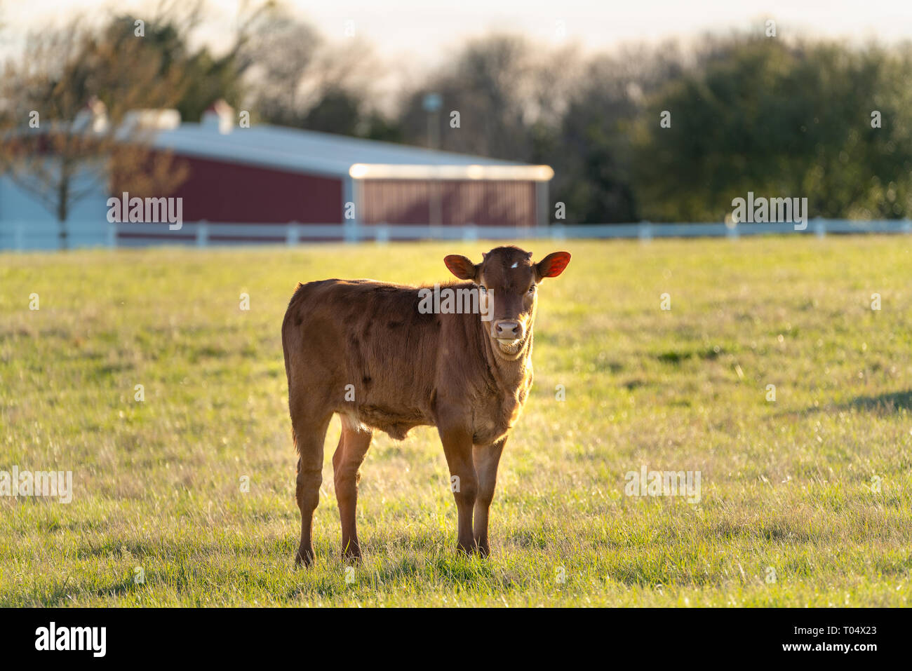Ennis, Texas - un curieux veau longhorn fixe dans l'appareil photo alors que le pâturage dans un ranch non loin de Dallas, au Texas. Banque D'Images