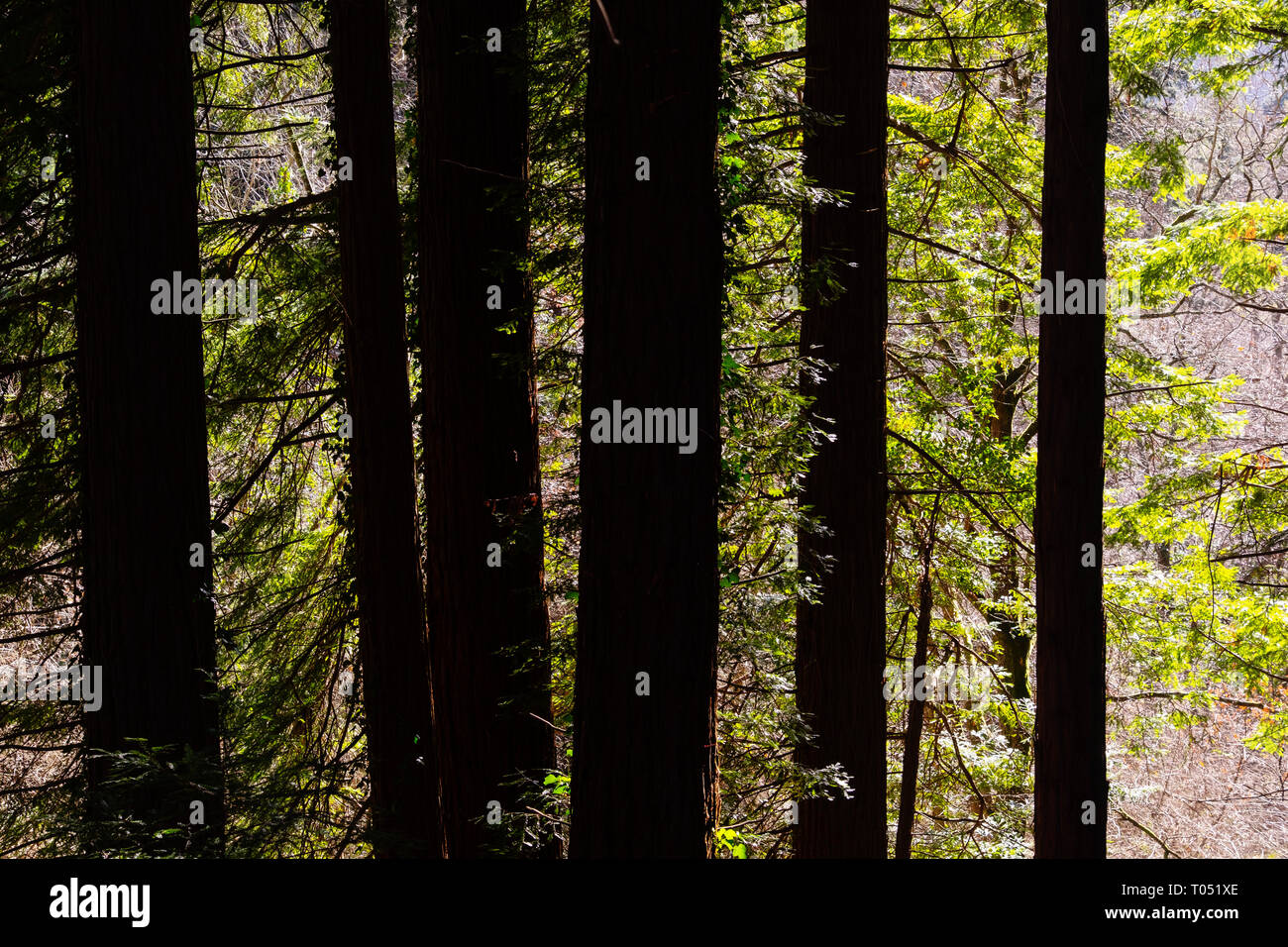 Espace Naturel Protégé. Sequoya (Sequoia sempervirens). Monument naturel d'arbres Séquoia à Monte Cabezon. Cabezon de la Sal, en Cantabrie. L'Espagne, l'Euro Banque D'Images