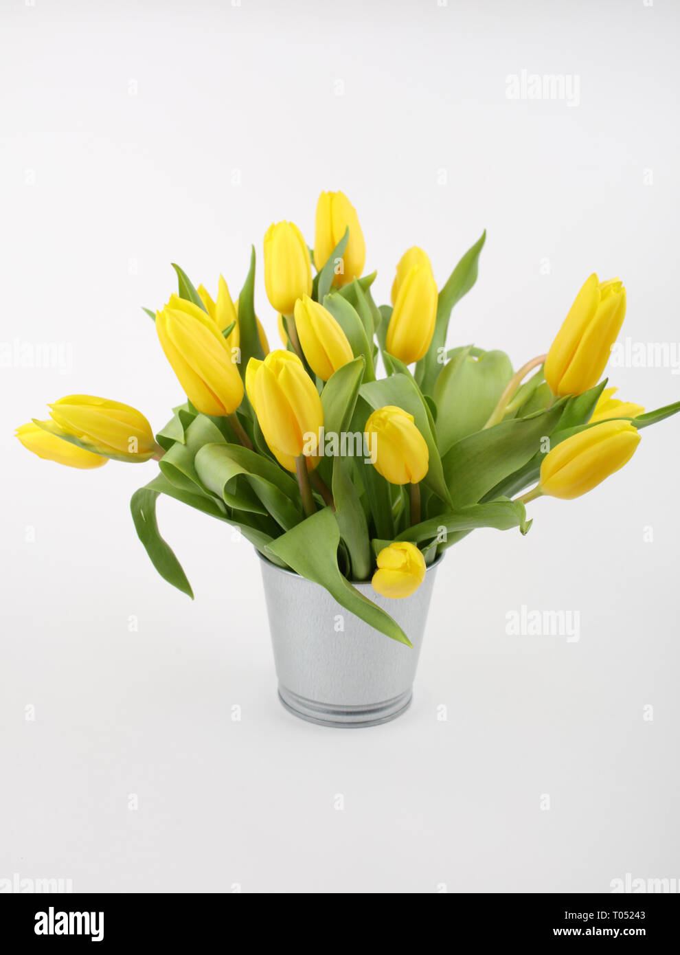 Bouquet de tulipes jaunes dans la benne isolated on white Banque D'Images