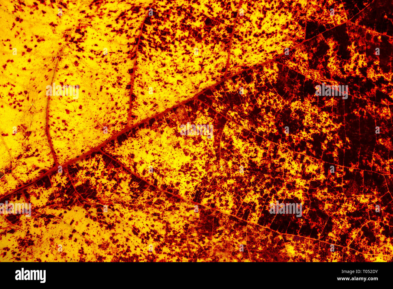 Autumn Leaf macro Banque D'Images