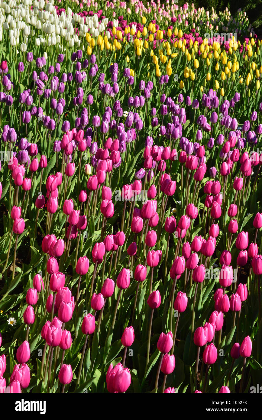 jardin de tulipes Banque D'Images