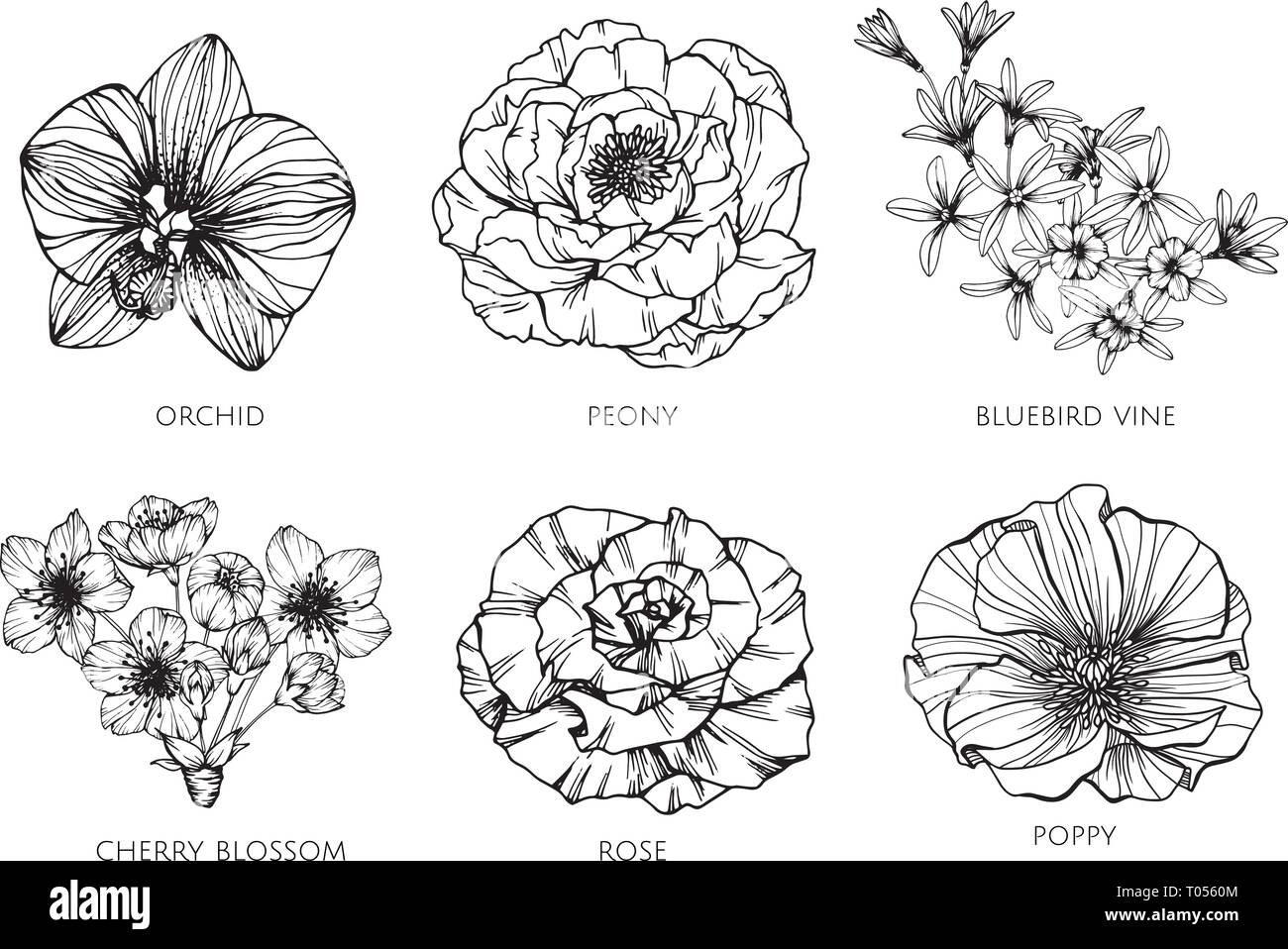 Collection série de dessin de fleurs. illustration pour motif, logo, modèle, banderole, Affiches, carte de vœux et invitation design. Illustration de Vecteur