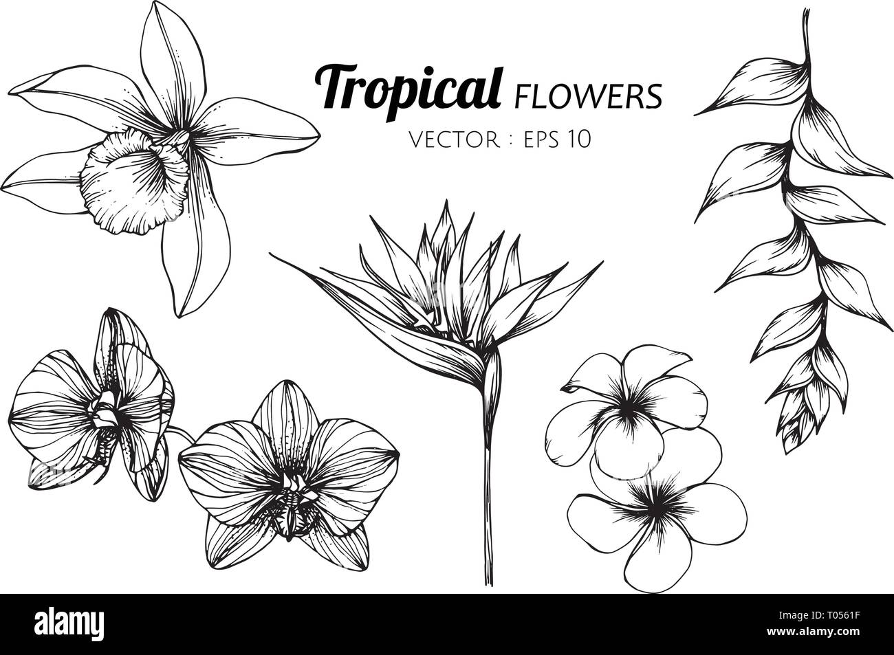 Ensemble De La Collection De Fleurs Tropicales Illustration