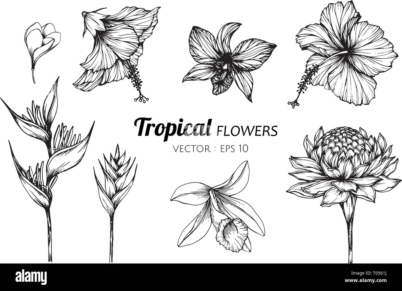 Ensemble De La Collection De Fleurs Tropicales Illustration