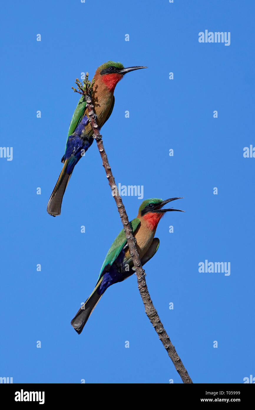 Red-throated bee-eater dans son habitat naturel en Gambie Banque D'Images