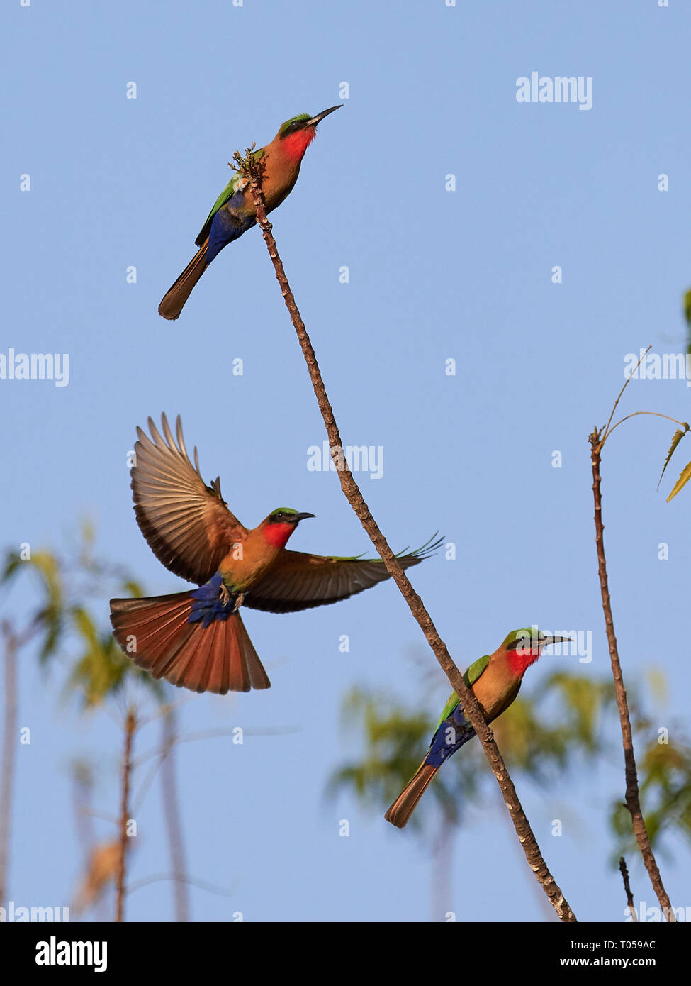 Red-throated bee-eater dans son habitat naturel en Gambie Banque D'Images